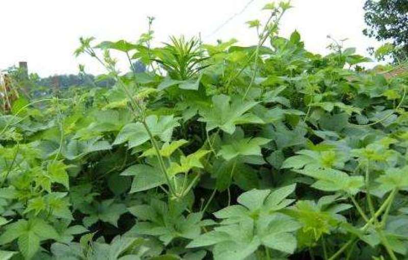 野生药材拉拉秧拉拉秧