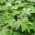 野生药材拉拉秧拉拉秧