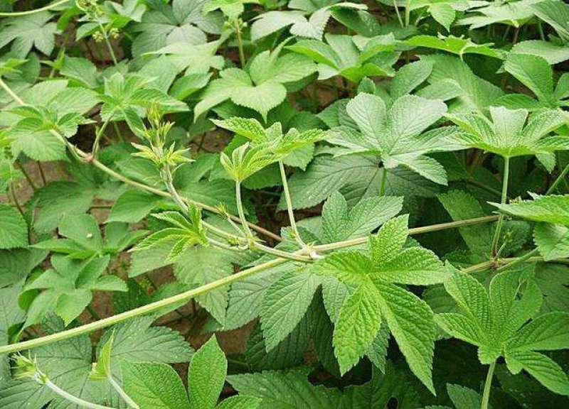 野生药材拉拉秧拉拉秧
