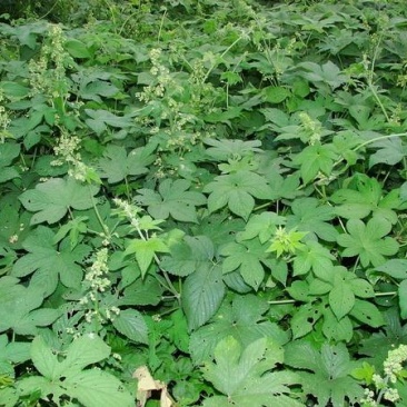 野生药材拉拉秧拉拉秧