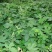 野生药材拉拉秧拉拉秧