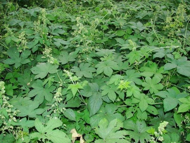 野生药材拉拉秧拉拉秧