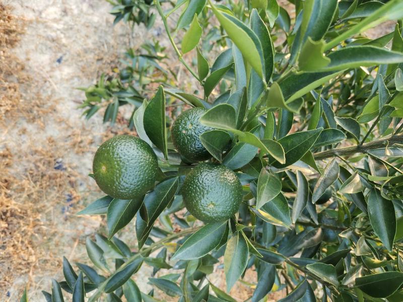 大量新会柑（小青果）供应