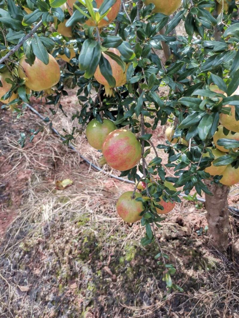 山地御石榴，有酸的有甜的，颗粒饱满鲜红！