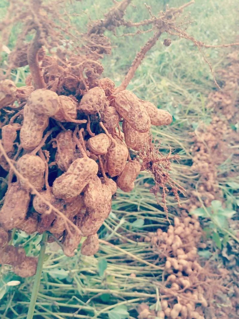 红土地花生(江西樟树市义成镇)