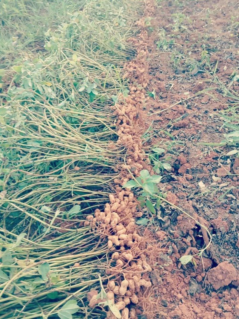 红土地花生(江西樟树市义成镇)