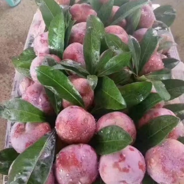 芙蓉李，奈李，批发代办大量出售