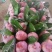 芙蓉李，奈李，批发代办大量出售