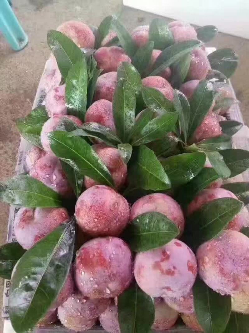 芙蓉李，奈李，批发代办大量出售