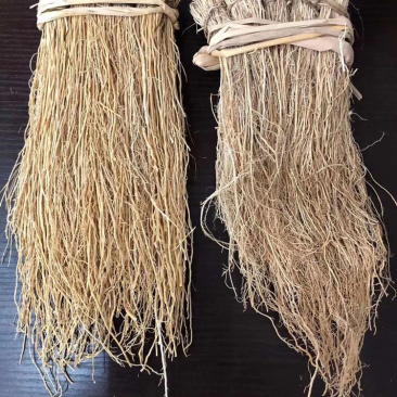 粤北山区韶关龙须根又名养肝草，煲汤食材