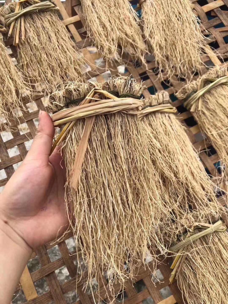 粤北山区韶关龙须根又名养肝草，煲汤食材