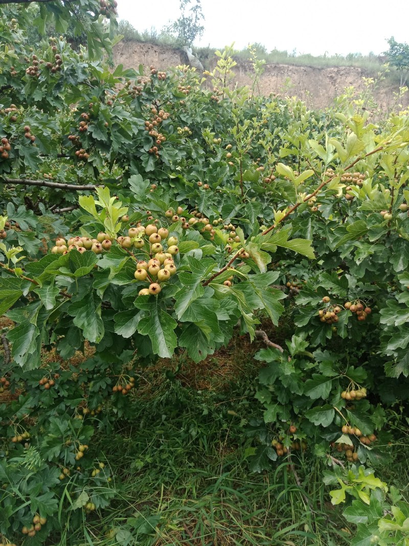 山楂果，水果山楂，大金星，小山楂