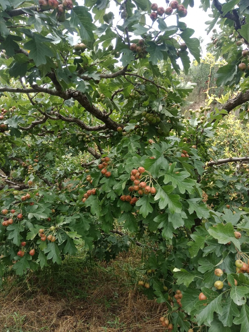 山楂果，水果山楂，大金星，小山楂