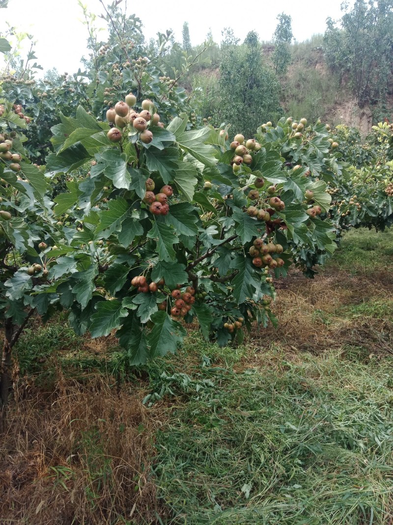 山楂果，水果山楂，大金星，小山楂