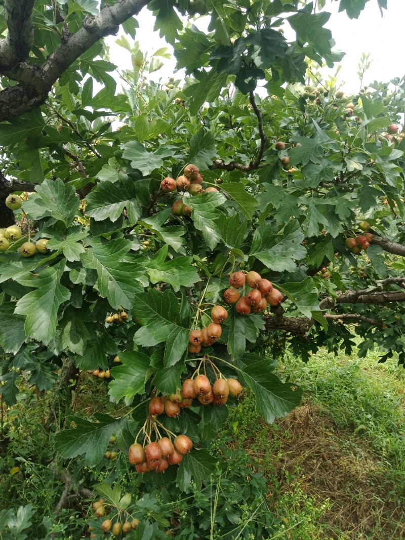 山楂果，水果山楂，大金星，小山楂