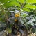 金花茶树苗，金花茶苗，防城金花茶，福建龙岩永福基地直销
