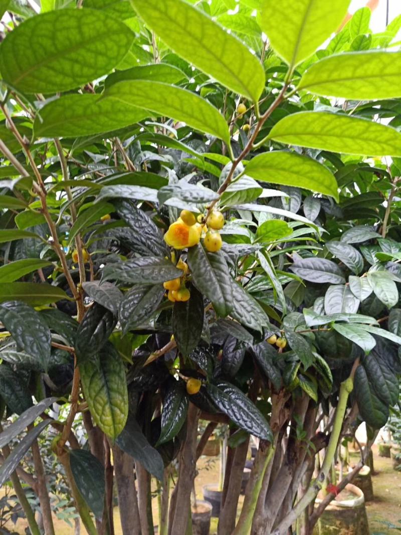 金花茶树苗，金花茶苗，防城金花茶，福建龙岩永福基地直销