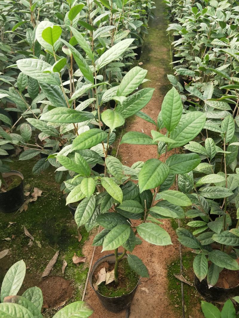 金花茶树苗，金花茶苗，防城金花茶，福建龙岩永福基地直销