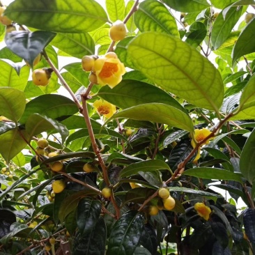 金花茶树苗，金花茶苗，防城金花茶，福建龙岩永福基地直销
