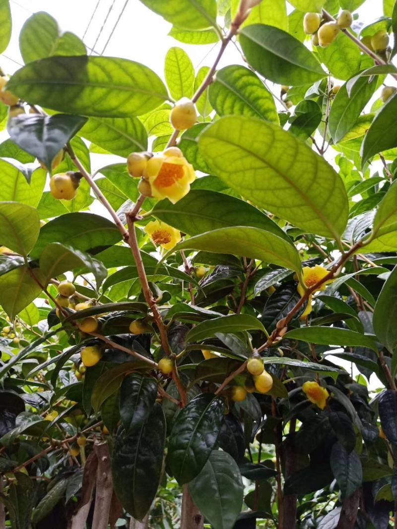 金花茶树苗，金花茶苗，防城金花茶，福建龙岩永福基地直销