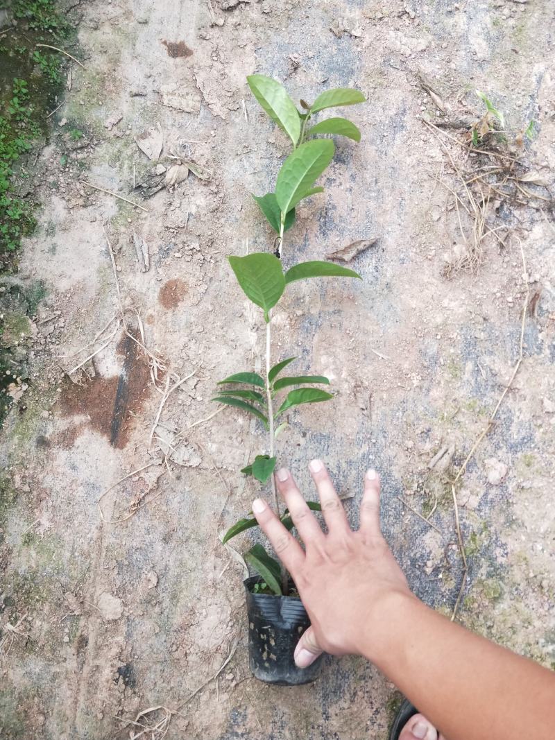 金花茶树苗，金花茶苗，防城金花茶，福建龙岩永福基地直销