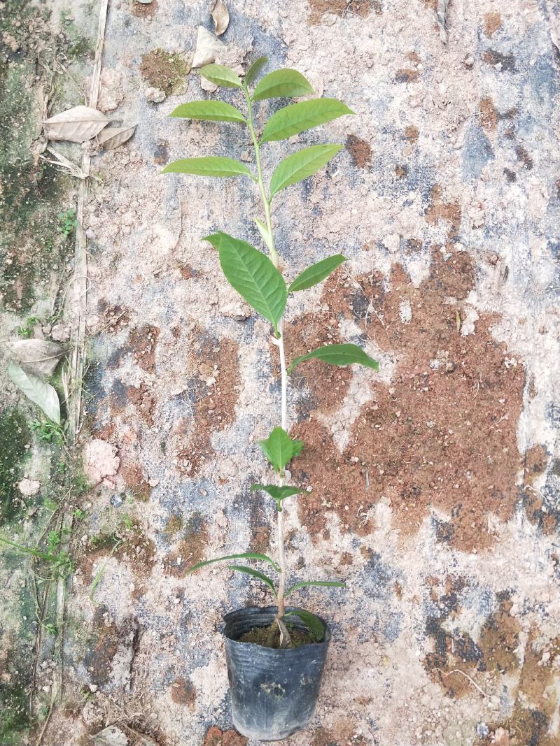 金花茶树苗，金花茶苗，防城金花茶，福建龙岩永福基地直销