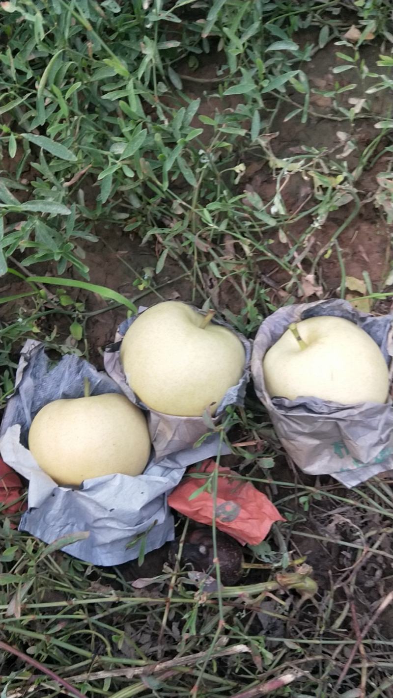 绿宝石，皇冠，有需要的联系