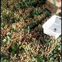 石硖龙眼，支持白天，晚上收果，果园订货，