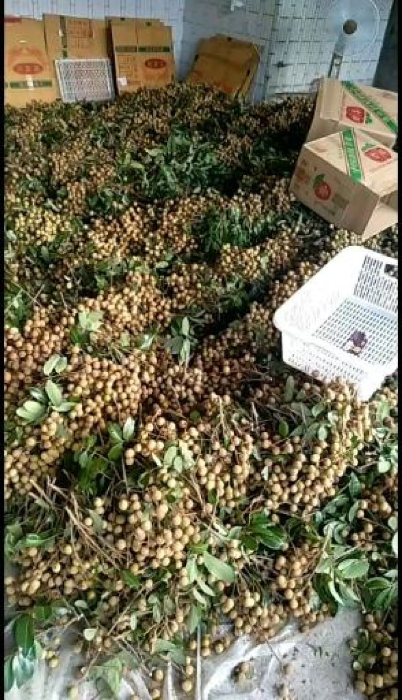 石硖龙眼，支持白天，晚上收果，果园订货，