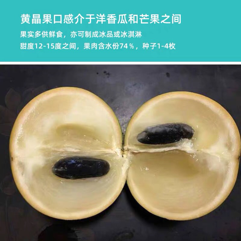 黄晶果苗，冬密黄晶果嫁接苗，黄晶6号嫁接苗，金大黄嫁接苗