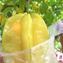 四季甜杨桃苗，一年多次开花结果，耐寒品种，南北方适合