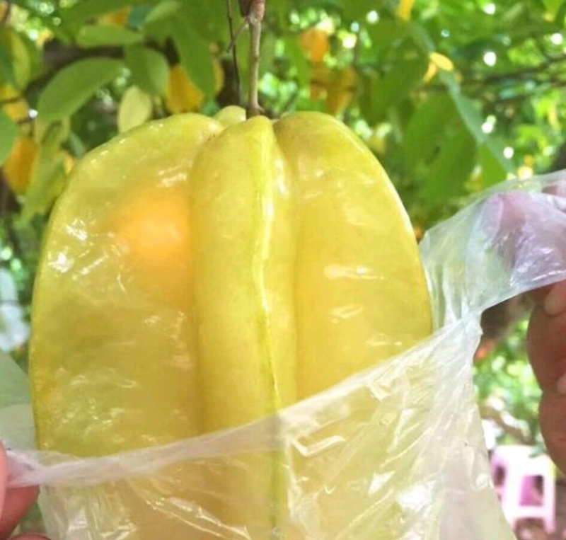 四季甜杨桃苗，一年多次开花结果，耐寒品种，南北方适合