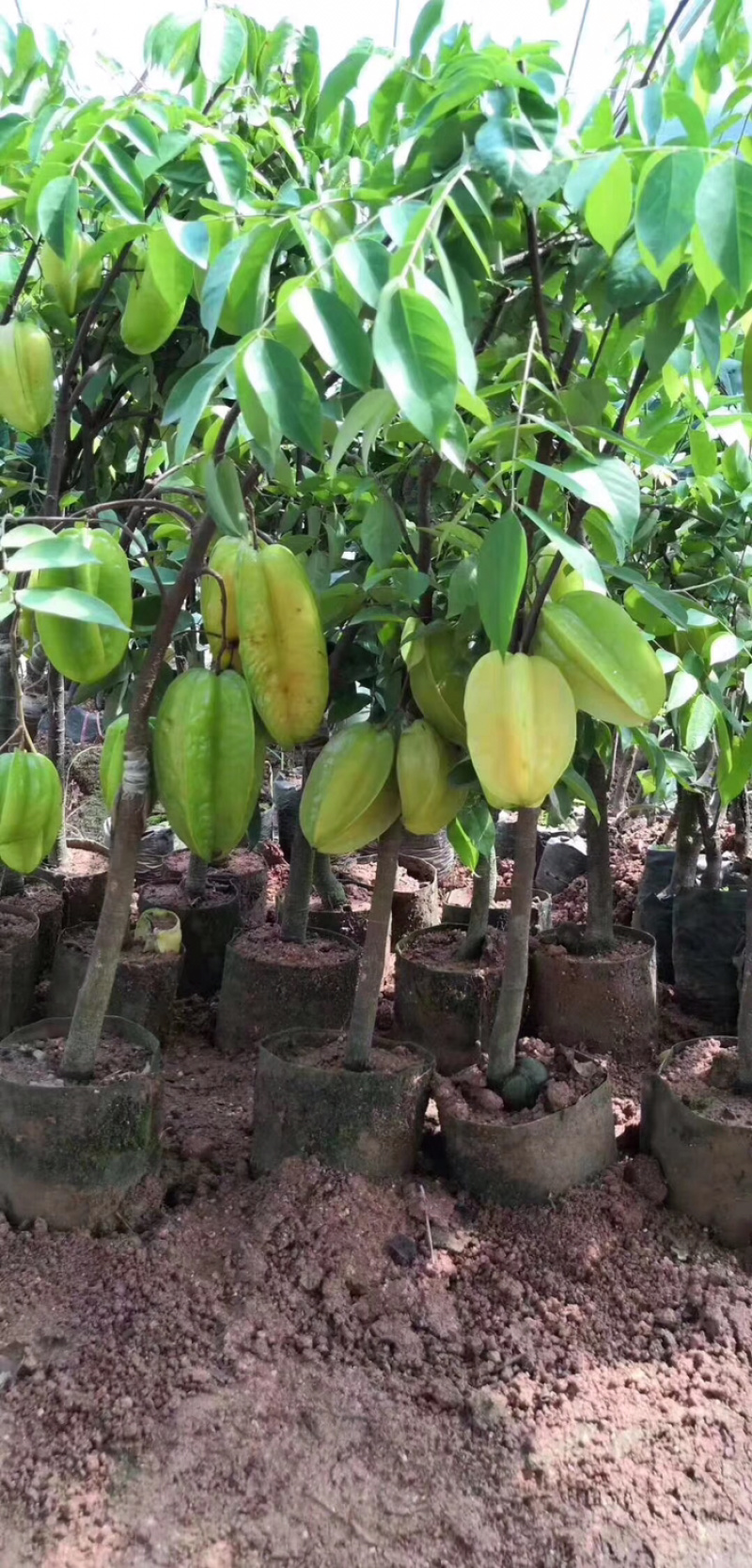 四季甜杨桃苗，一年多次开花结果，耐寒品种，南北方适合
