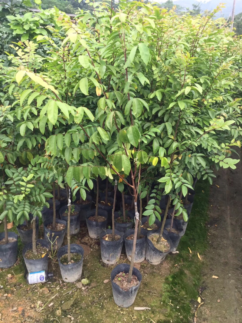 四季甜杨桃苗，一年多次开花结果，耐寒品种，南北方适合