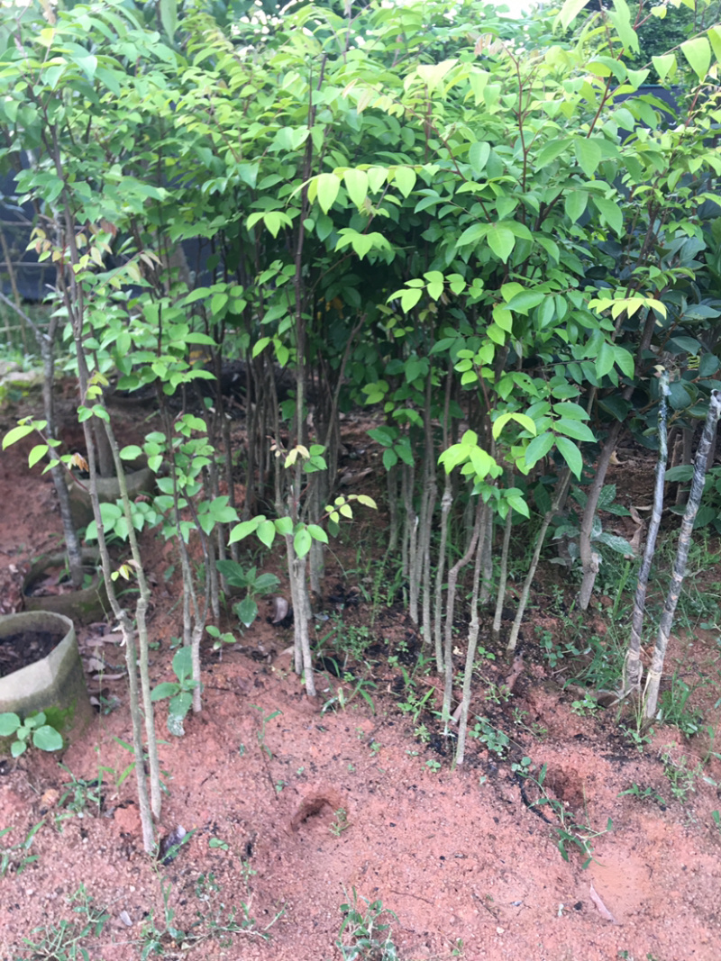 四季甜杨桃苗，一年多次开花结果，耐寒品种，南北方适合