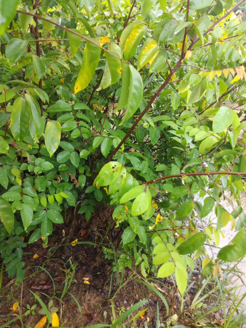 四季甜杨桃苗，一年多次开花结果，耐寒品种，南北方适合