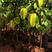 四季甜杨桃苗，一年多次开花结果，耐寒品种，南北方适合