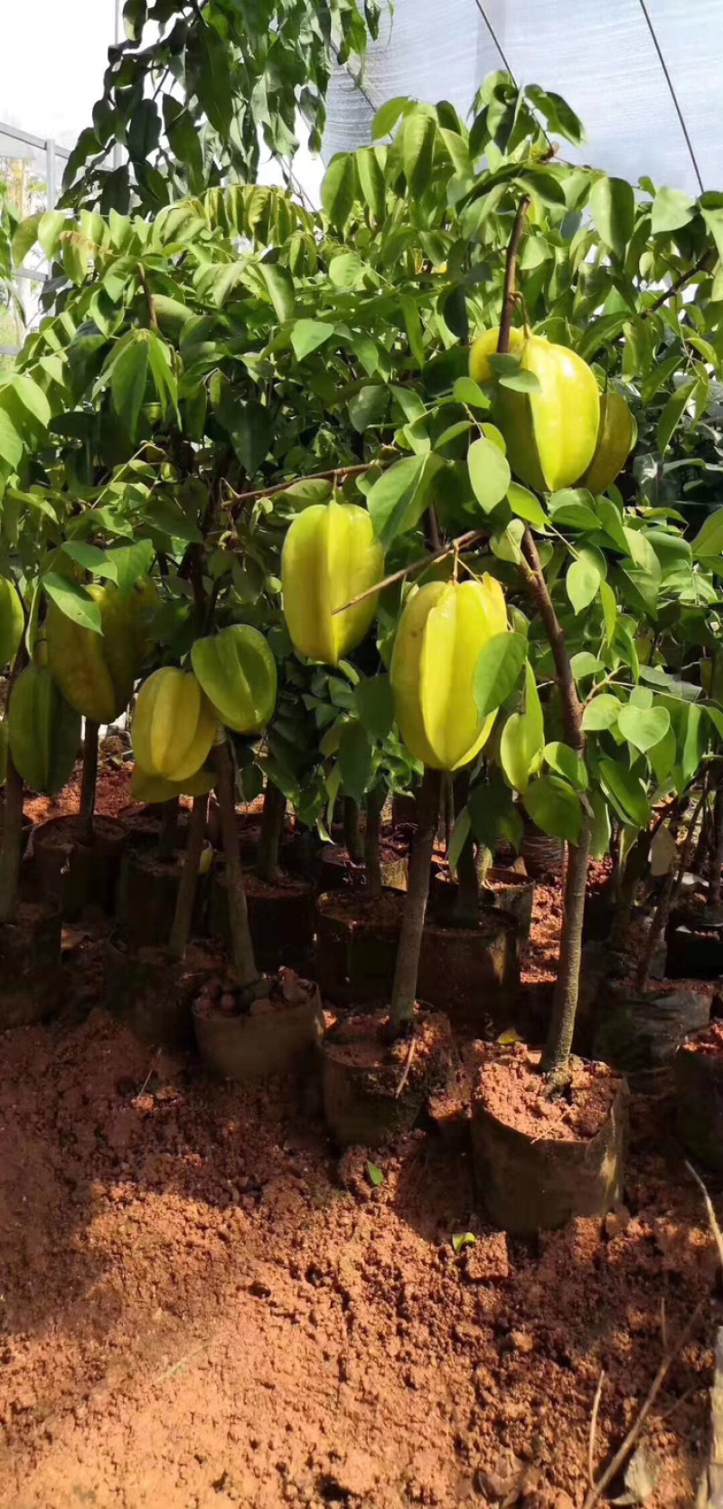 四季甜杨桃苗，一年多次开花结果，耐寒品种，南北方适合