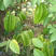 四季甜杨桃苗，一年多次开花结果，耐寒品种，南北方适合