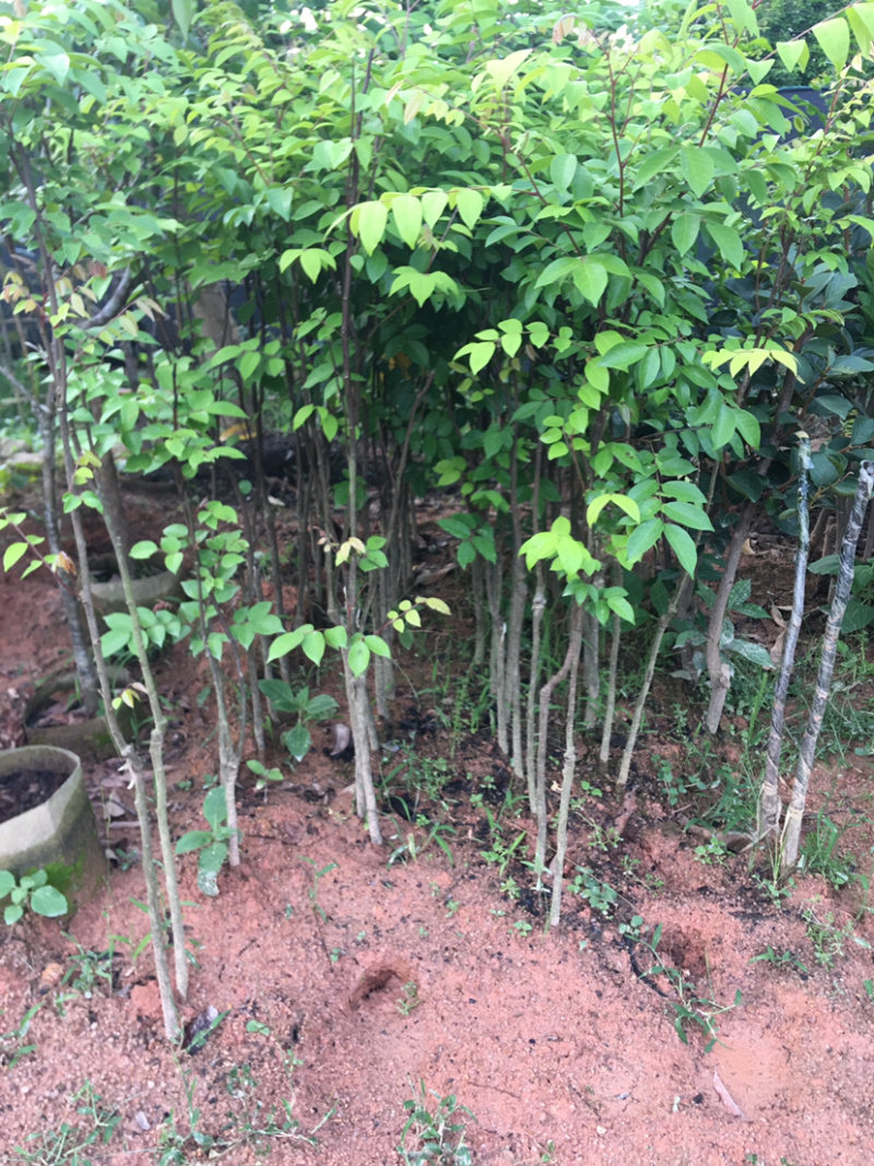 四季甜杨桃苗，一年多次开花结果，耐寒品种，南北方适合