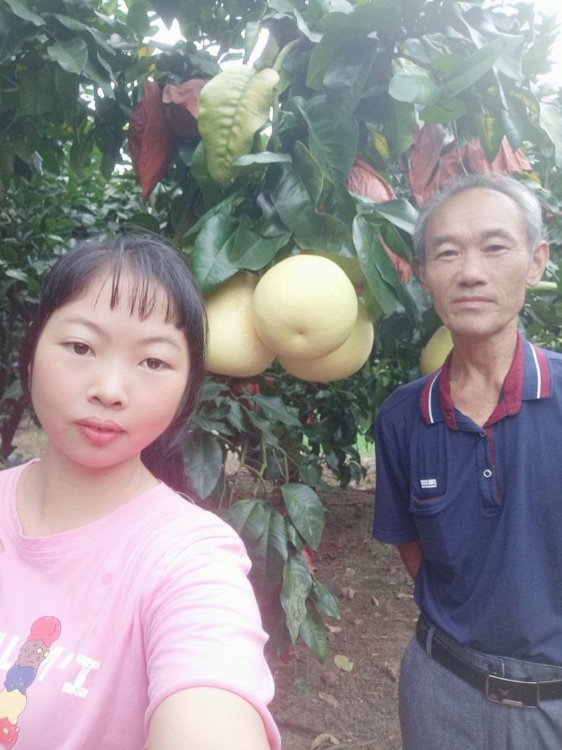 梅州蜜柚1.8斤以上诚信经营，产地直发