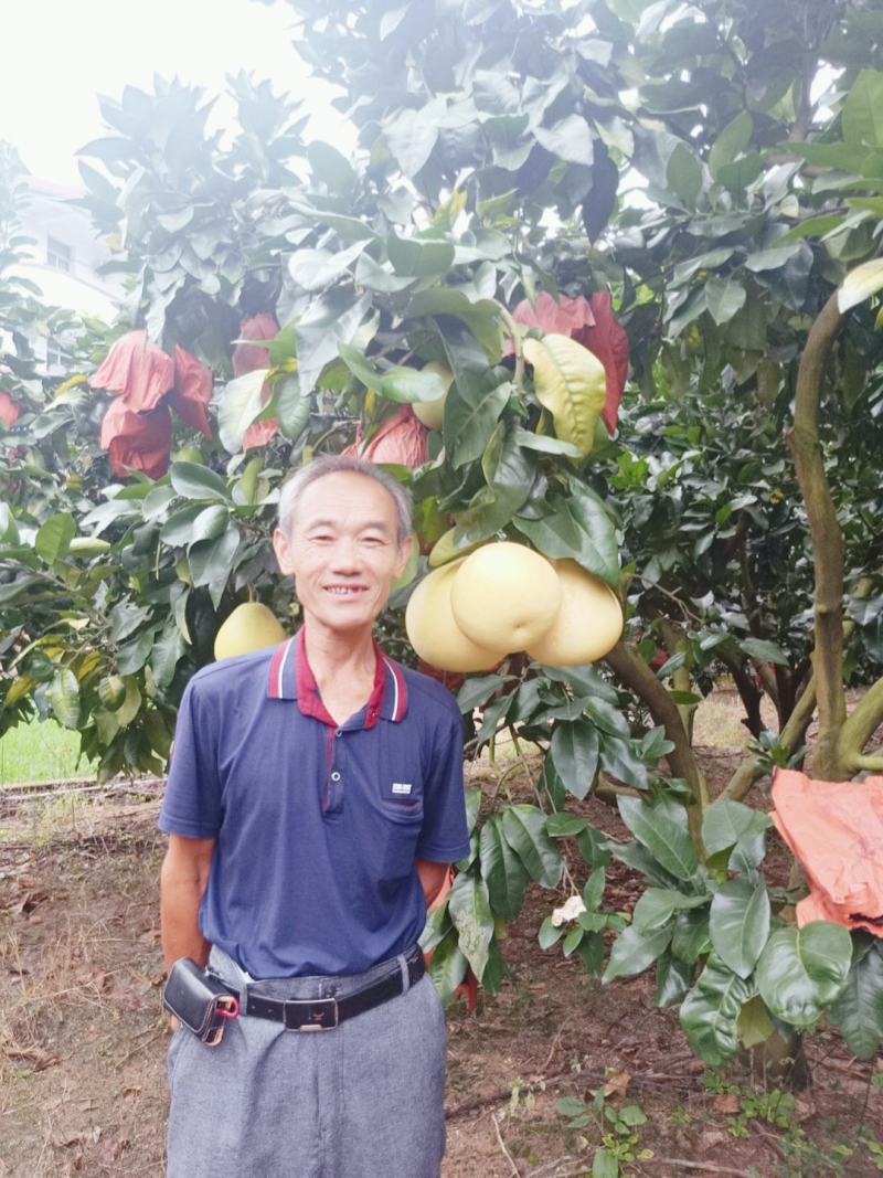 梅州蜜柚1.8斤以上诚信经营，产地直发