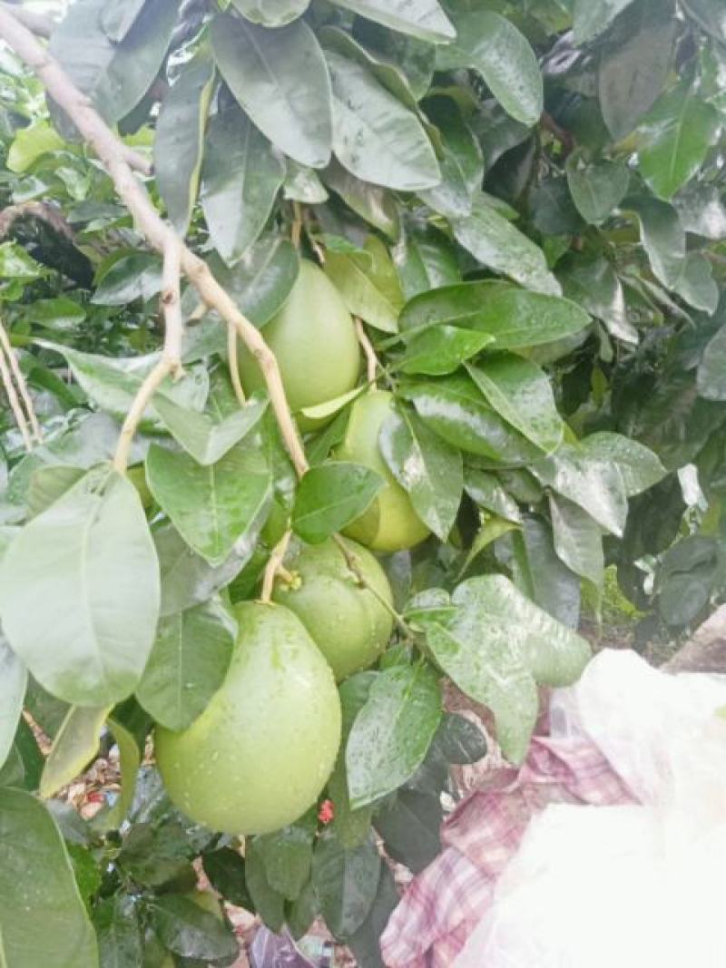 蜜柚次果，红柚次果1.8斤以下