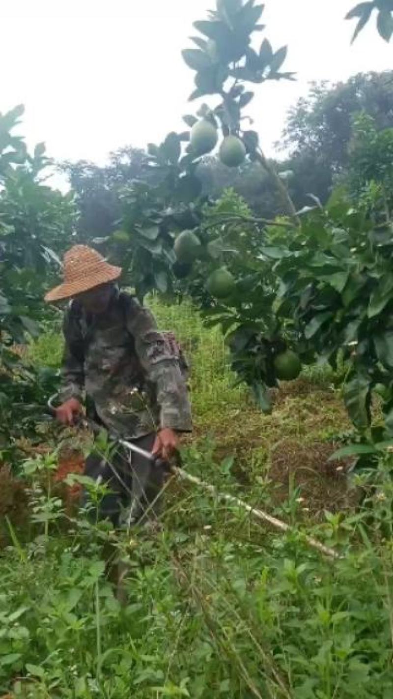 蜜柚次果，红柚次果1.8斤以下