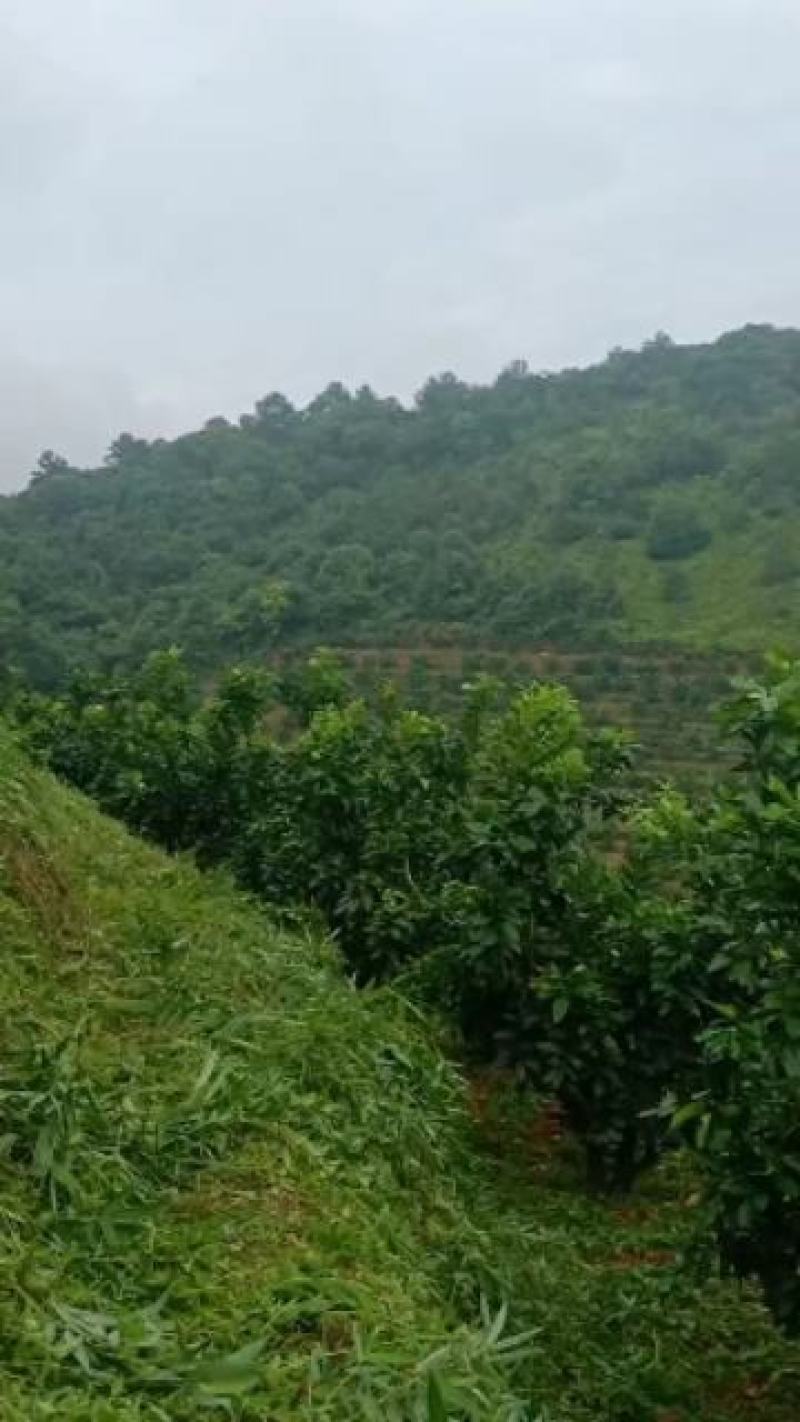 蜜柚次果，红柚次果1.8斤以下