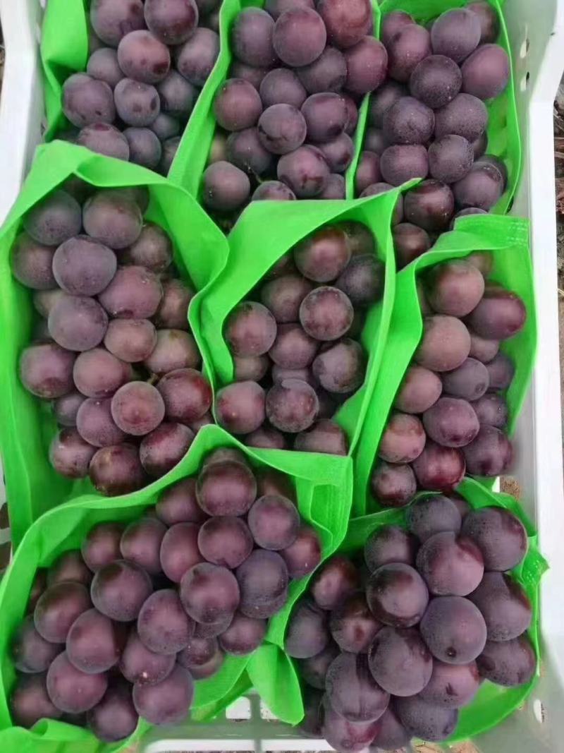 各种葡萄大量上市欢迎新老客户前来选购，支持线上