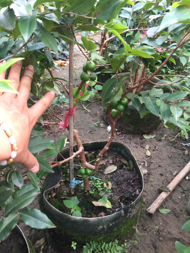 四季早生嘉宝果苗，沙巴嘉宝果苗爱斯卡嘉宝果