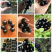 四季早生嘉宝果苗，沙巴嘉宝果苗爱斯卡嘉宝果