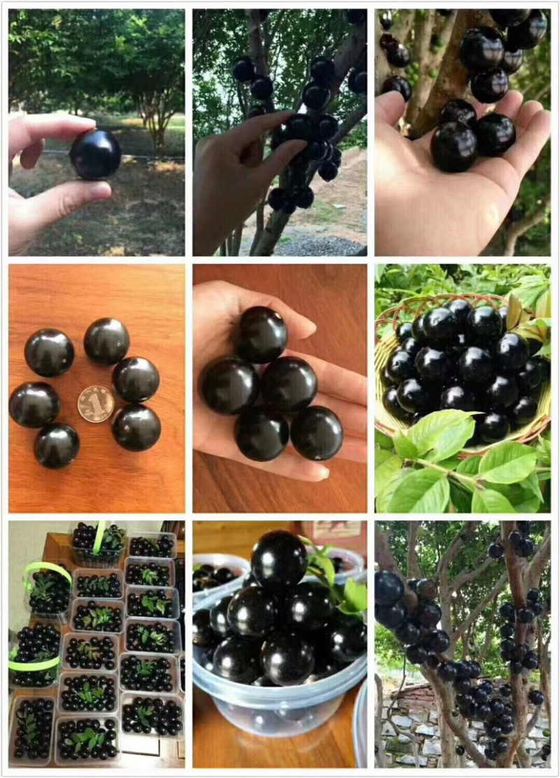 四季早生嘉宝果苗，沙巴嘉宝果苗爱斯卡嘉宝果