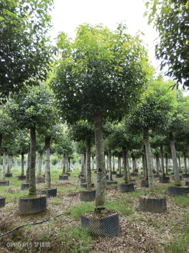 15-20移栽截杆香樟容器香樟